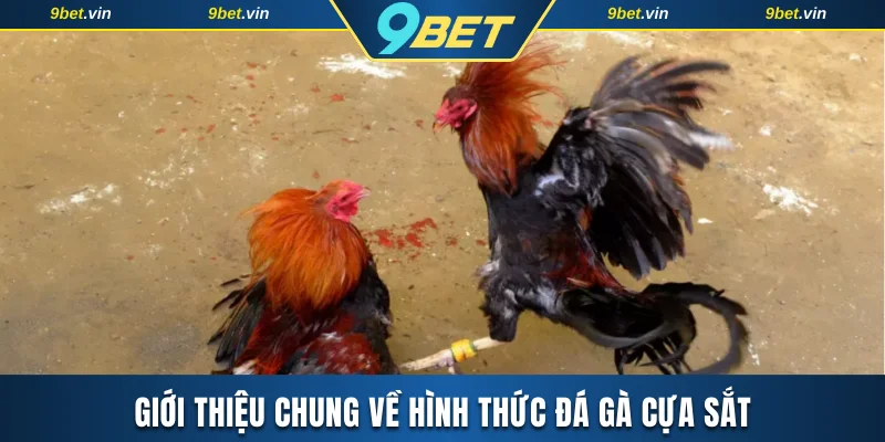 Giới thiệu vài nét cơ bản về hình thức đá gà cựa sắt