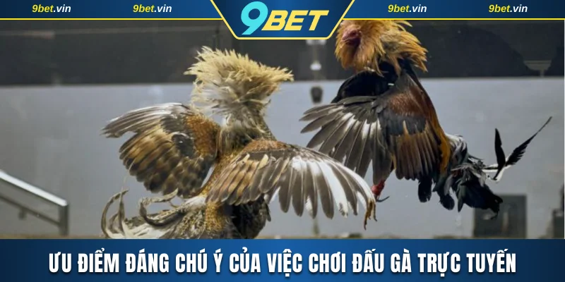 Ưu điểm đáng chú ý của việc chơi đấu gà trực tuyến